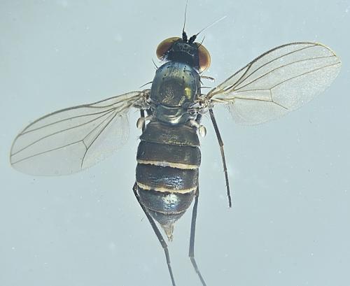 Medetera sp.
